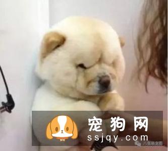 为什么狗狗做了绝育手术，还是到处乱尿标记?