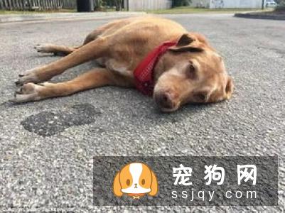 狗狗心脏病的常见迹象