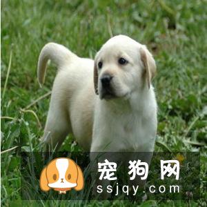 狗狗拉稀很活泼，狗狗拉稀但很精神