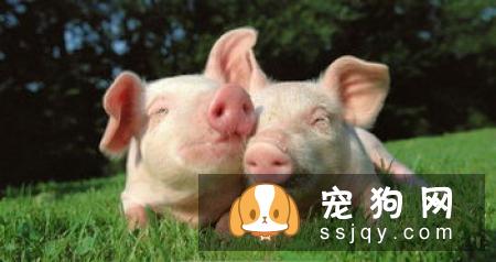 呵护狗狗肠胃健康，你需要注意哪几件事？