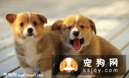 没有经验，养狗要注意什么?