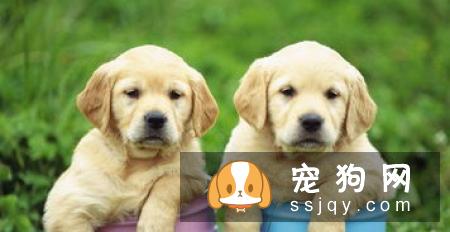 狗狗的一生会经历的四个阶段