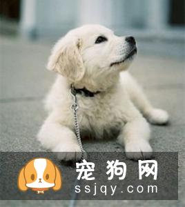 狗狗关节炎怎么治疗? 狗狗关节炎的救星来了!