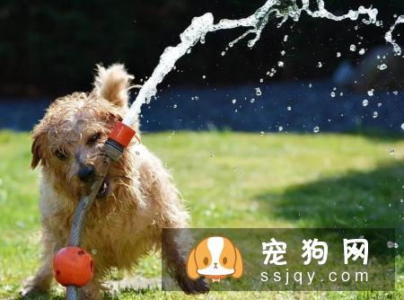 狗狗常见的过敏症状以及过敏源