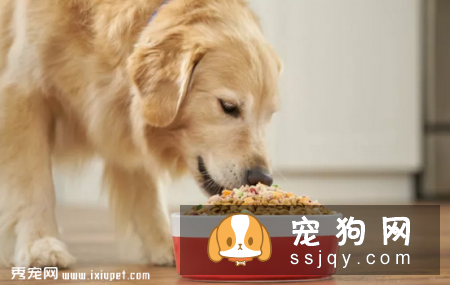 狗狗绝育是件大事，以下几点要注意