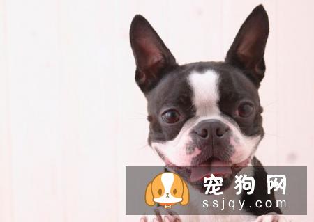 短毛狗狗的毛发护理工具及护理方法