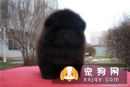幼犬增加狗粮、狗狗零食等辅食,最后断奶