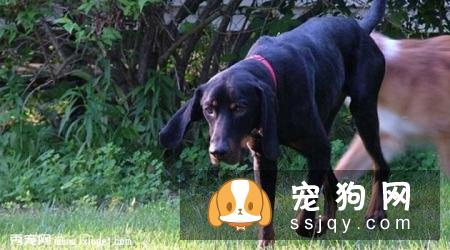 黑褐色猎浣熊犬多少钱一只,好养吗_介绍|图片