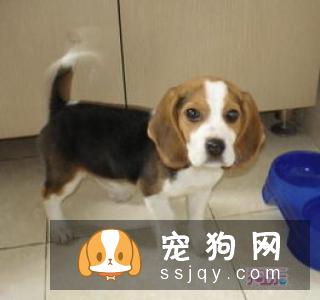 田野小猎犬智商高吗,好不好养_图片|训练