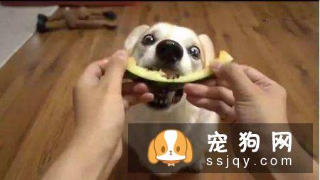 狗狗狼吞虎咽 吃太快有这些危害