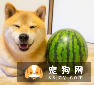老年狗狗应该如何挑选狗粮