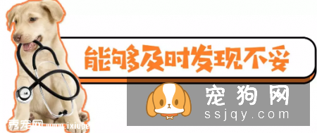 240岁狗狗的长寿三大秘诀