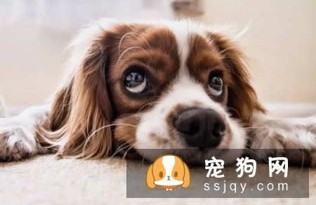 猫犬“哭泣”是在博取同情吗?