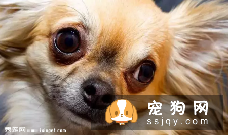 不要恐惧狗狗患糖尿病，来了解一下患病原因和治疗方法吧