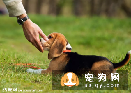 狗狗如厕“大试炼”!主人通关秘籍在此