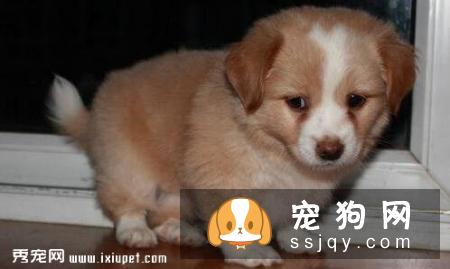 小狗怎么养，有什么需要注意的地方？