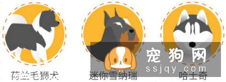 狗狗犯癫痫应该怎么办？