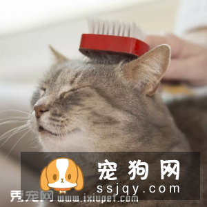 除了带毛孩到宠物医院或诊所定期检查外,主人在日常生活中应当多留意毛孩的身体状