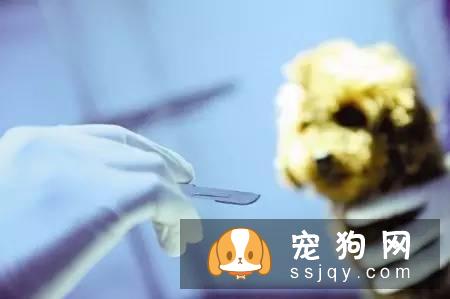 宠物呼吸麻醉是怎么回事？如何看待麻醉风险?