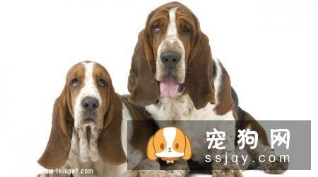 巴吉度猎犬好养吗,怎样训练巴吉度猎犬