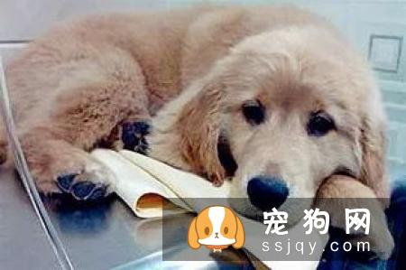 狗狗中暑有什么症状，怎么预防和治疗狗狗中暑