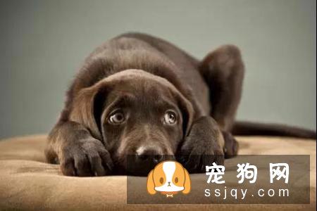 狗狗为什么会“呜呜”叫？狗狗呜呜叫有哪些原因？
