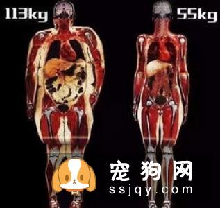 宠物不宜过度肥胖，宠物过度肥胖的危害不容忽视!