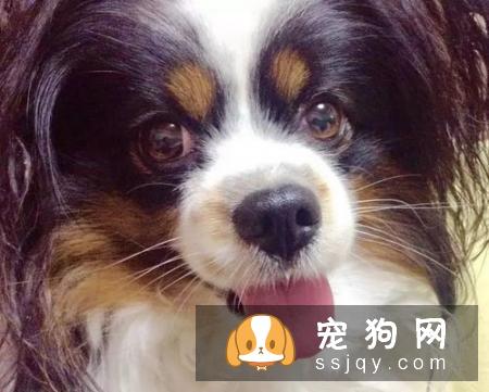 狗狗心脏病的常见迹象