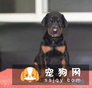 狗狗生病了，主人需要做好这5点