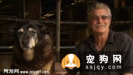 240岁狗狗的长寿三大秘诀