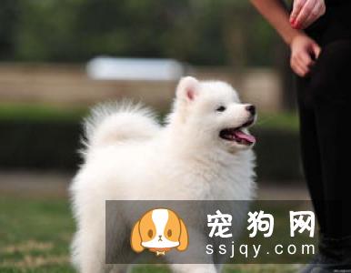 宠物大便带血的原因是什么