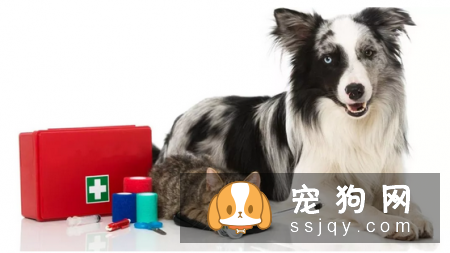 带上宠物长途旅行，宠物急救箱不能少