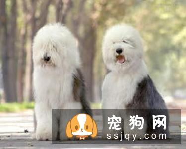 哪种狗最聪明最通人性 狗狗智商排名表