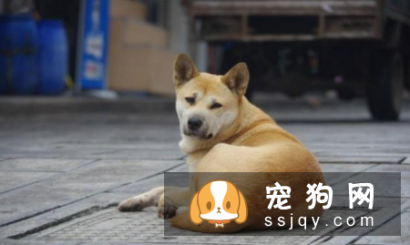 哪种狗寿命最长 盘点寿命最长的5种狗狗