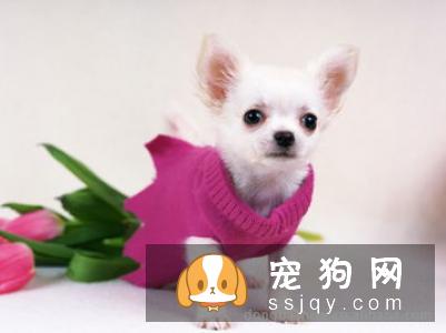 夏季如何给狗狗驱蚊? 让狗狗安然度过夏天!