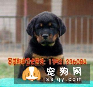 纽波利顿犬咬人吗_纽波利顿犬价格|图片