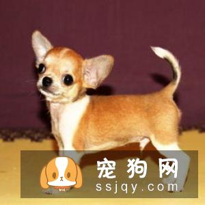 银狐犬寿命多长?–安居客房产问答