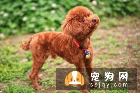 狗狗脑震荡的症状，如何治疗及预防！