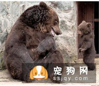 狗子不让摸怎么办?抚摸训练要从娃娃抓起