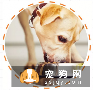 狗狗吃食狼吞虎咽不咀嚼，当心酿成大祸