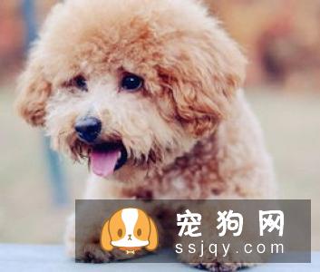 狗狗口臭应该怎么办？