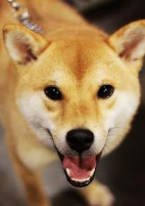 狗狗拉肚子怎么办？最全的治疗狗狗拉肚子方法