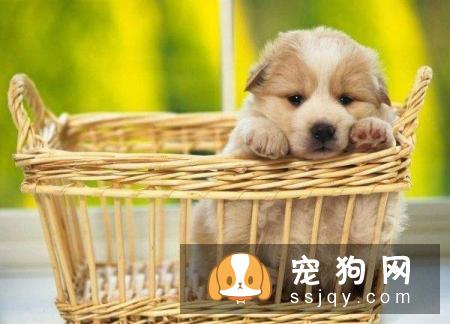 让狗狗适应航空箱有很多好处