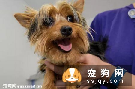 狗狗绝育是件大事，以下几点要注意
