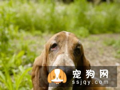 国宝级斗狗，中国沙皮犬应该如何饲养