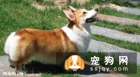 柯基犬容易生病吗？疫病预防措施-邻家的宠物