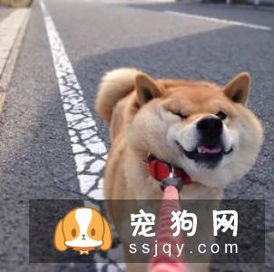 小鹿犬为什么要断尾_小鹿犬多少钱一只|智商