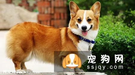 柯基犬容易生病吗？疫病预防措施-邻家的宠物