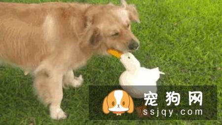 狗狗鼻子干的原因刚睡醒时,鼻子是干的