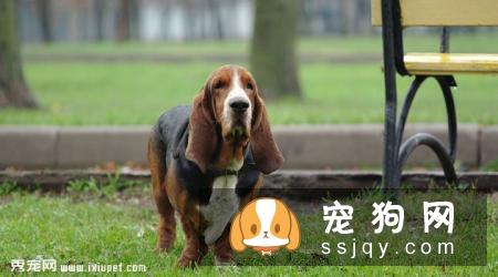 巴吉度猎犬好养吗,怎样训练巴吉度猎犬